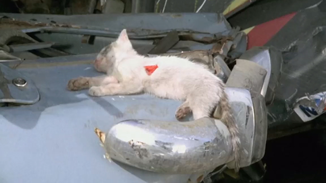 The Italian Connection - dirty white kitten lying on abandoned car