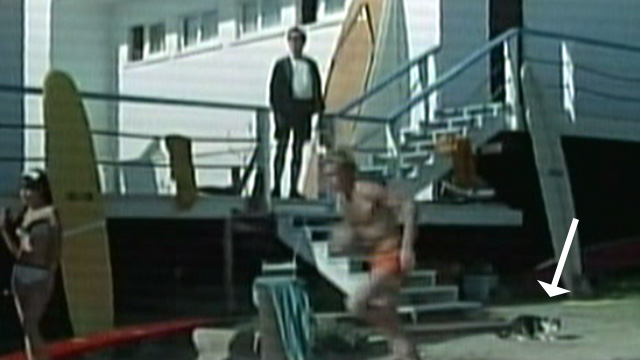 It's a Bikini World - tabby and white cat on beach as man retrieves volleyball