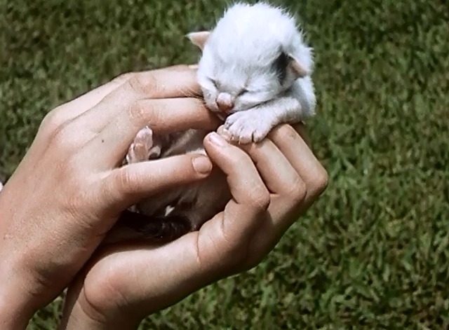 It's a Cat's Life - tiny kitten