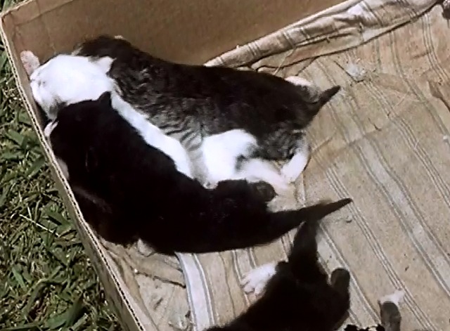 It's a Cat's Life - kittens in box