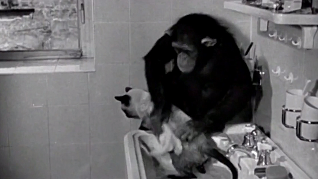 It's Showtime - newsreel footage of chimpanzee giving Siamese cat a bath