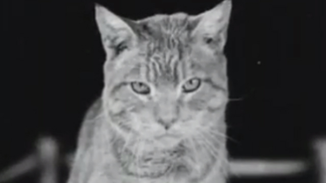 It's Showtime - Arthur Nelson's boxing cats close up of Red Mulligan