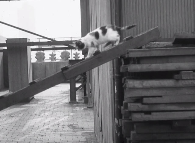 It's the Cats - calico kitten walking down ramp