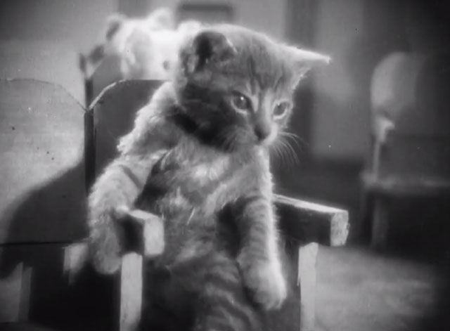 It's the Cats - tabby kitten sitting in theater seat