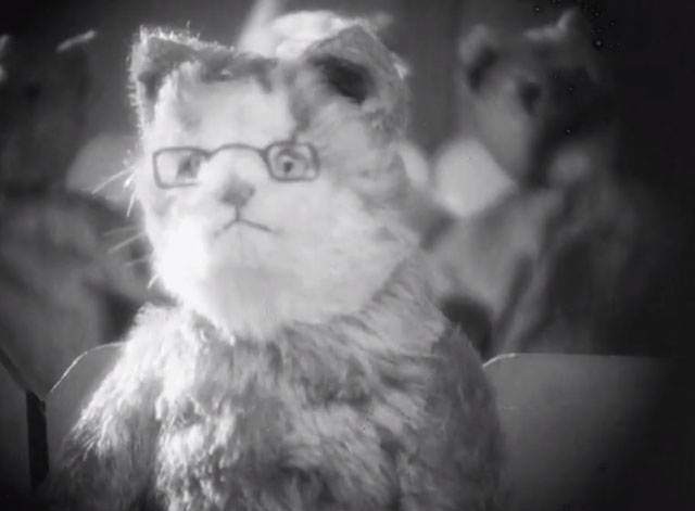 It's the Cats - puppet cat with glasses sitting in theater seat