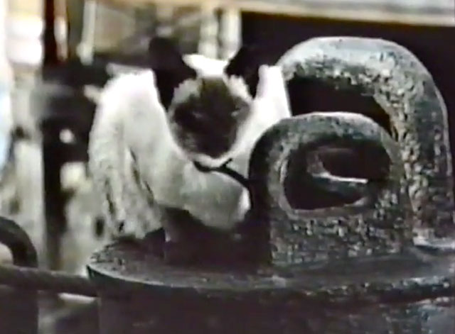 It Takes All Kinds - seal point Siamese cat Charlie Fang on ship