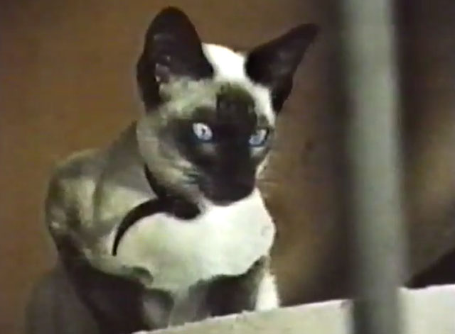 It Takes All Kinds - seal point Siamese cat Charlie Fang