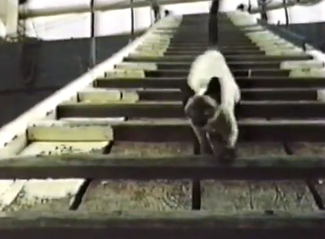 It Takes All Kinds - seal point Siamese cat Charlie Fang running down gangplank of ship