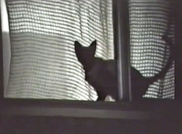 It Takes All Kinds - seal point Siamese cat Charlie in window