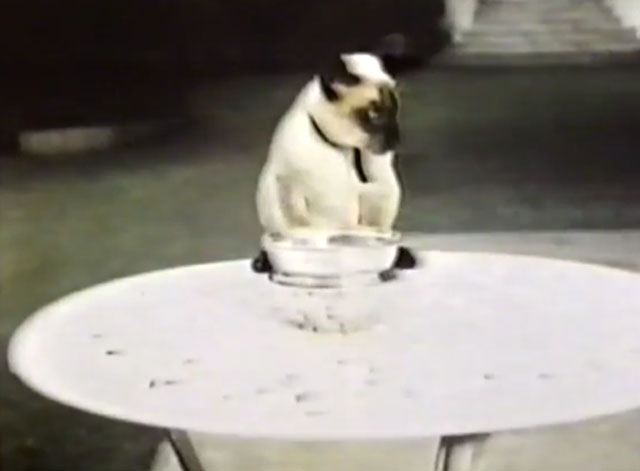 It Takes All Kinds - seal point Siamese cat Charlie Fang