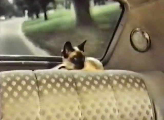 It Takes All Kinds - seal point Siamese cat Charlie Fang in back window of car