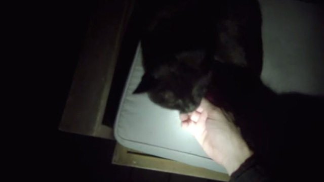 Jackals - black cat being petted on bench