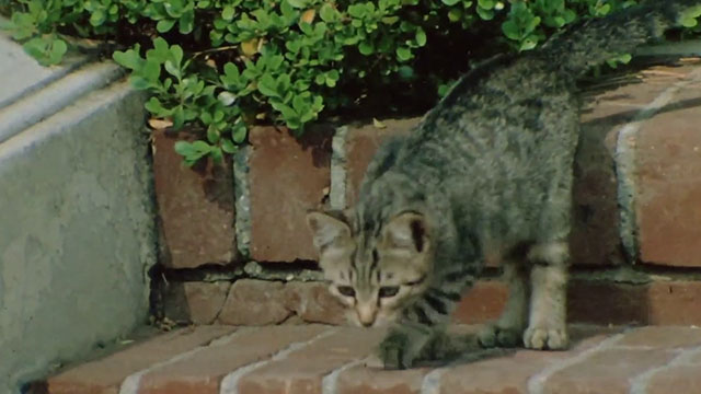 The Jekyll and Hyde Portfolio - tabby kitten on stairs