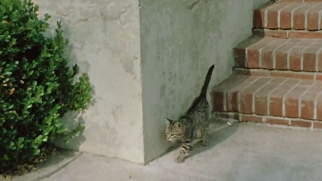 The Jekyll and Hyde Portfolio - tabby kitten coming down stairs