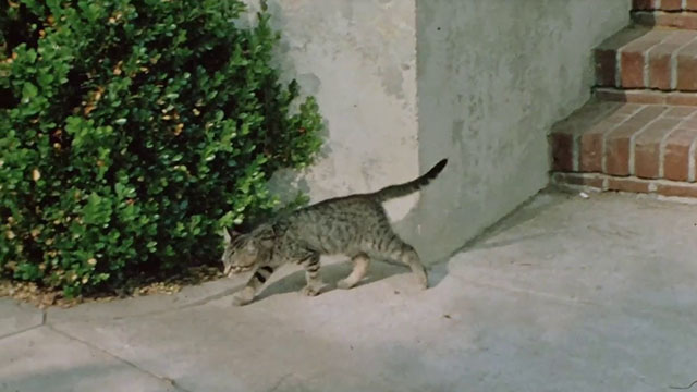 The Jekyll and Hyde Portfolio - tabby kitten below stairs