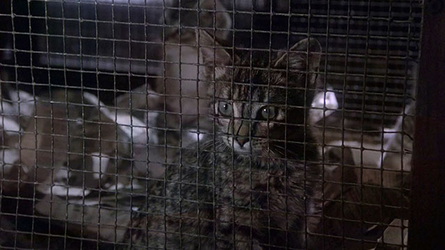 Jennifer - brown tabby kitten behind mesh of cage