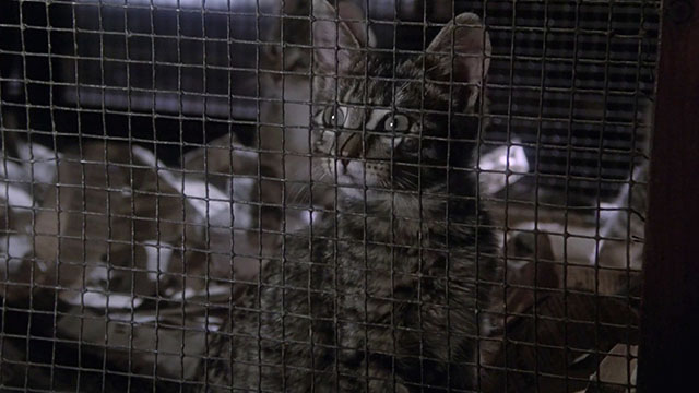 Jennifer - brown tabby kitten behind mesh of cage