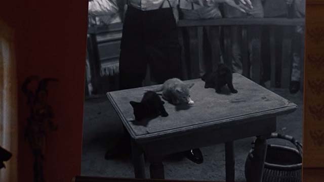 The Jerk - three kittens sitting on table