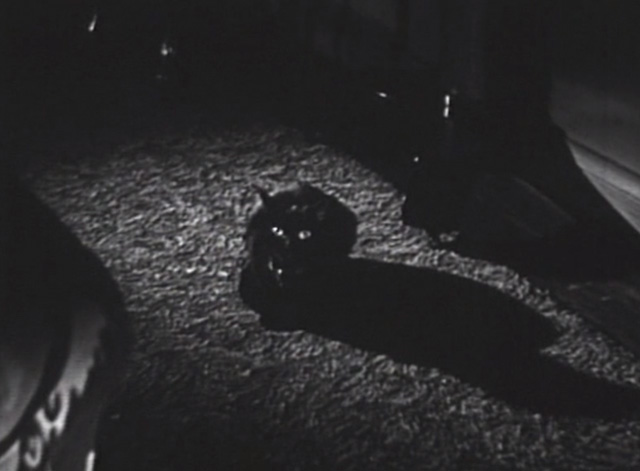 Jigsaw - long haired black cat Bennie Benvenuto sitting on floor