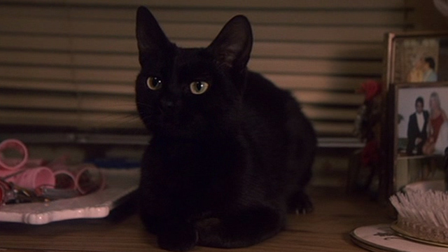 Jinxed! - black cat Angus sitting in trailer