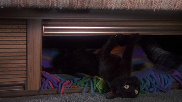Jinxed! - black cat Angus upside down