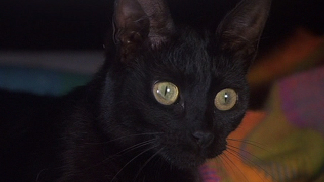 Jinxed! - black cat Angus close up
