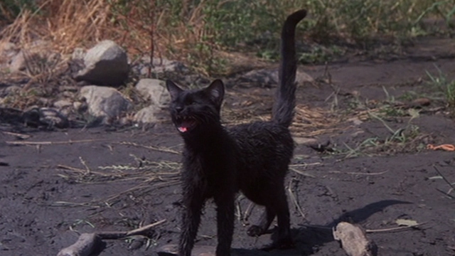 Jinxed! - black cat Angus scruffy outside