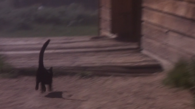 Jinxed! - black cat Angus running to school house