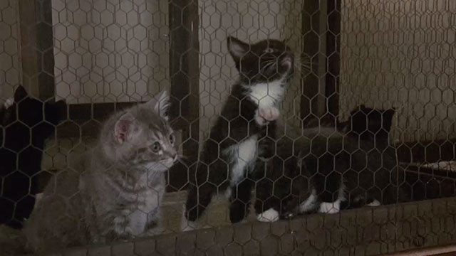 Johnny Dangerously - kittens in cage in pet store