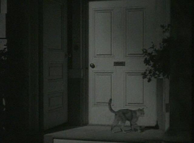 Journey for Margaret - tabby cat pacing on doorstep