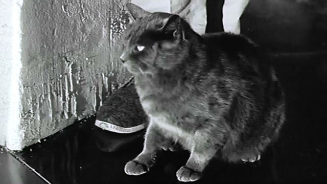 Joy House - gray cat at Vincent's feet