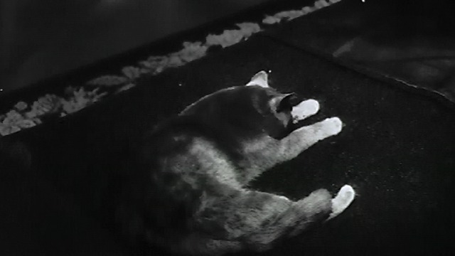 Joy House - gray cat lying on bed