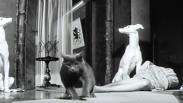 Joy House - gray cat running for freedom