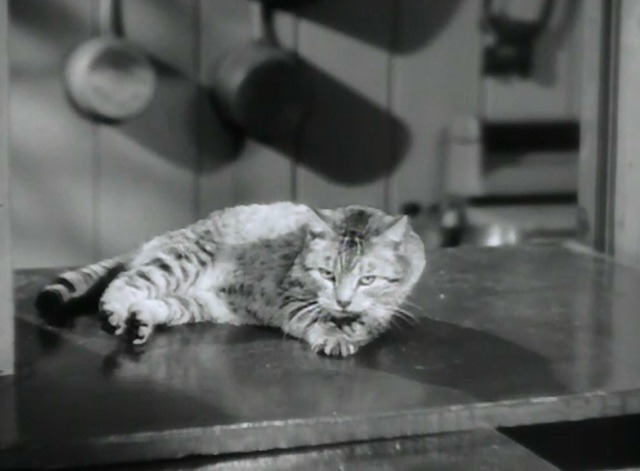 The Judge Steps Out - close up of cat sitting on counter