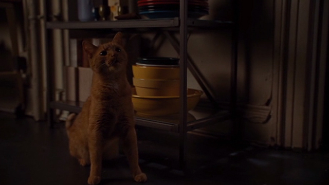 Julie and Julie - Terry ginger cat sitting up