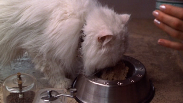 Jungle 2 Jungle - Coco white Persian cat eating from bowl