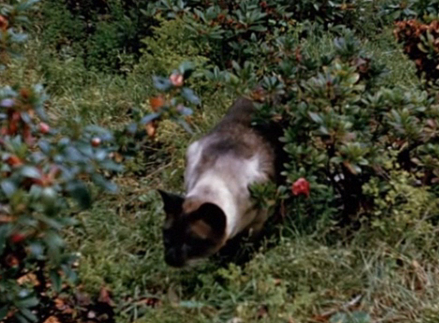 Jungle Cat - Siamese cat stalking in bushes