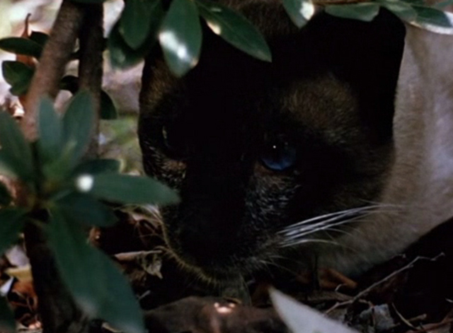 Jungle Cat - Siamese cat face in bushes close