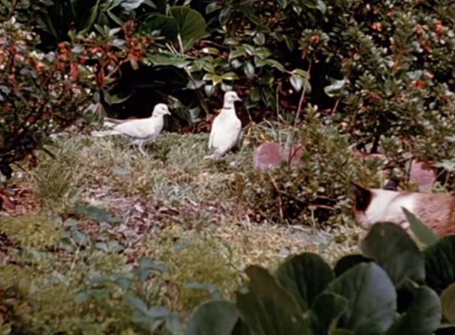 Jungle Cat - Siamese cat stalking doves
