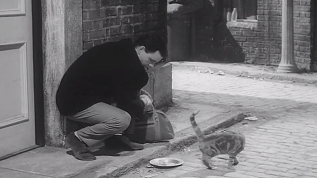 Jungle Street - Johnny Kenneth Cope taking plate of food away from ginger tabby cat