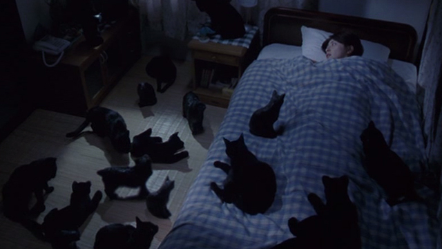 Ju-on - Rika Megumi Okina in bed surrounded by black cats