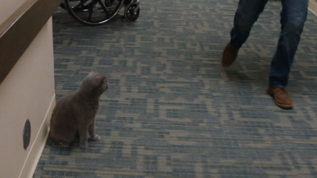 Just Before I Go - grey cat Death Kitty sitting in hallway