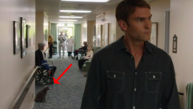 Just Before I Go - grey cat Death Kitty sitting in hallway behind Ted Seann William Scott