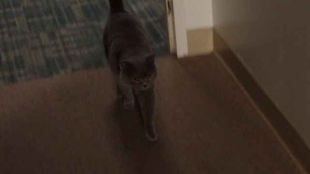 Just Before I Go - grey cat Death Kitty walks into room