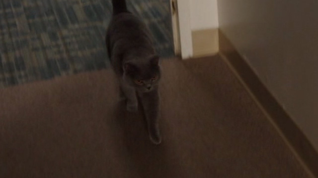 Just Before I Go - grey cat Death Kitty walks into room