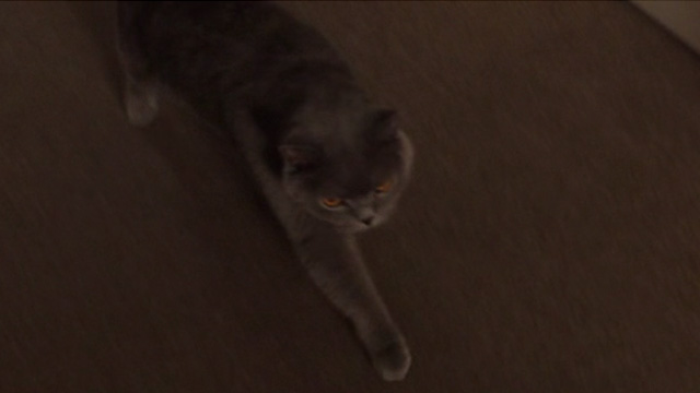 Just Before I Go - grey cat Death Kitty walking into room