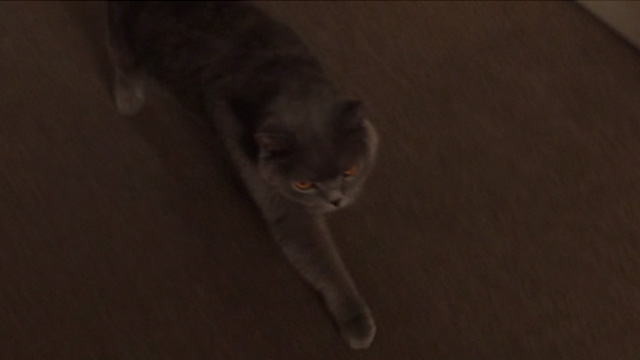 Just Before I Go - grey cat Death Kitty walking into room
