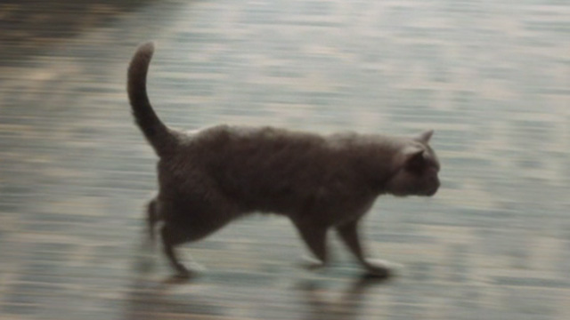 Just Before I Go - grey cat Death Kitty walking across hallway