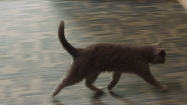 Just Before I Go - grey cat Death Kitty crossing hallway