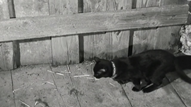 Kapo - black cat Faust